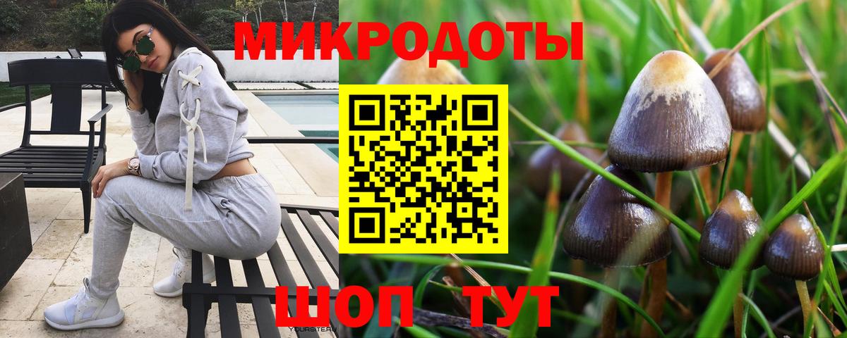 Галлюциногенные грибы Psilocybe Гулькевичи
